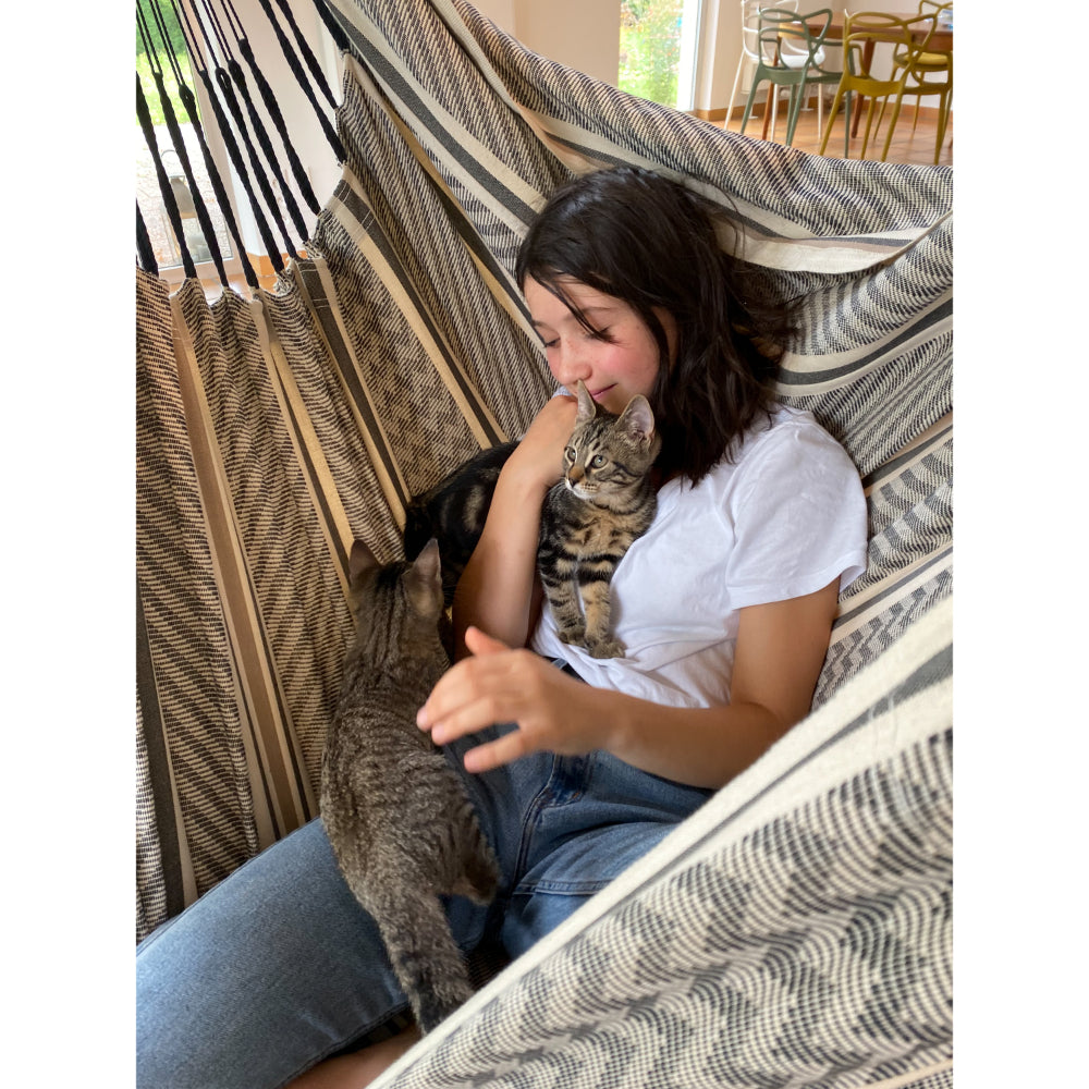cats playing in hanging hammock chair